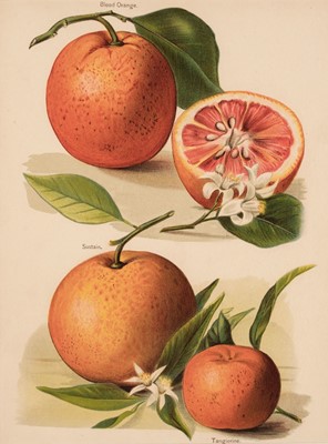 Lot 113 - Fruit. A collection of approximately 130 prints, late 19th & early 20th-century