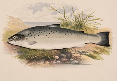 Lot 124 - Natural History. A collection of approximately 160 prints, 19th & early 20th-century