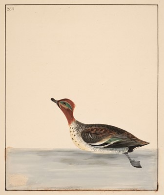 Lot 274 - Lewin (William, circa 1720-1795). A collection of 31 watercolours of birds, circa 1795