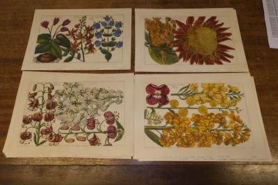 Lot 240 - Arena (Filippo, 1708-1789). A collection of 36 Botanical Engravings, 1767