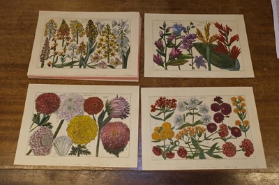 Lot 240 - Arena (Filippo, 1708-1789). A collection of 36 Botanical Engravings, 1767