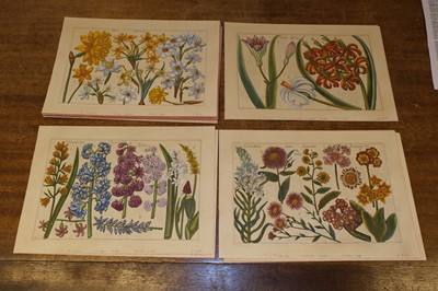 Lot 240 - Arena (Filippo, 1708-1789). A collection of 36 Botanical Engravings, 1767