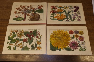 Lot 240 - Arena (Filippo, 1708-1789). A collection of 36 Botanical Engravings, 1767