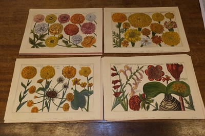 Lot 240 - Arena (Filippo, 1708-1789). A collection of 36 Botanical Engravings, 1767