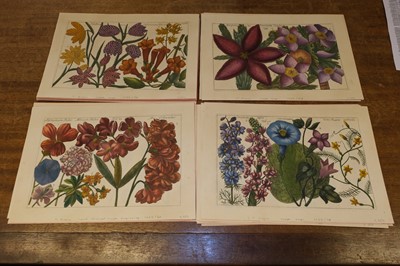 Lot 240 - Arena (Filippo, 1708-1789). A collection of 36 Botanical Engravings, 1767