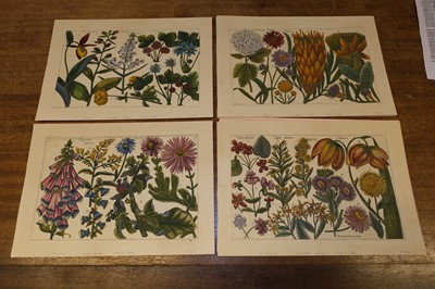 Lot 240 - Arena (Filippo, 1708-1789). A collection of 36 Botanical Engravings, 1767