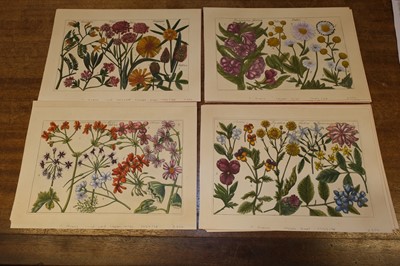 Lot 240 - Arena (Filippo, 1708-1789). A collection of 36 Botanical Engravings, 1767