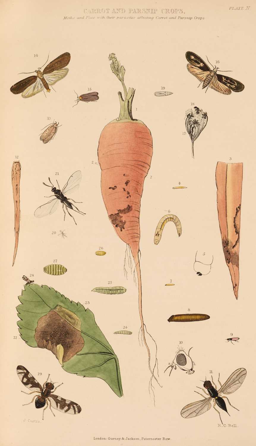 Farm Insects Color:black Lot 68 - Curtis (John). Farm Insects, 1883