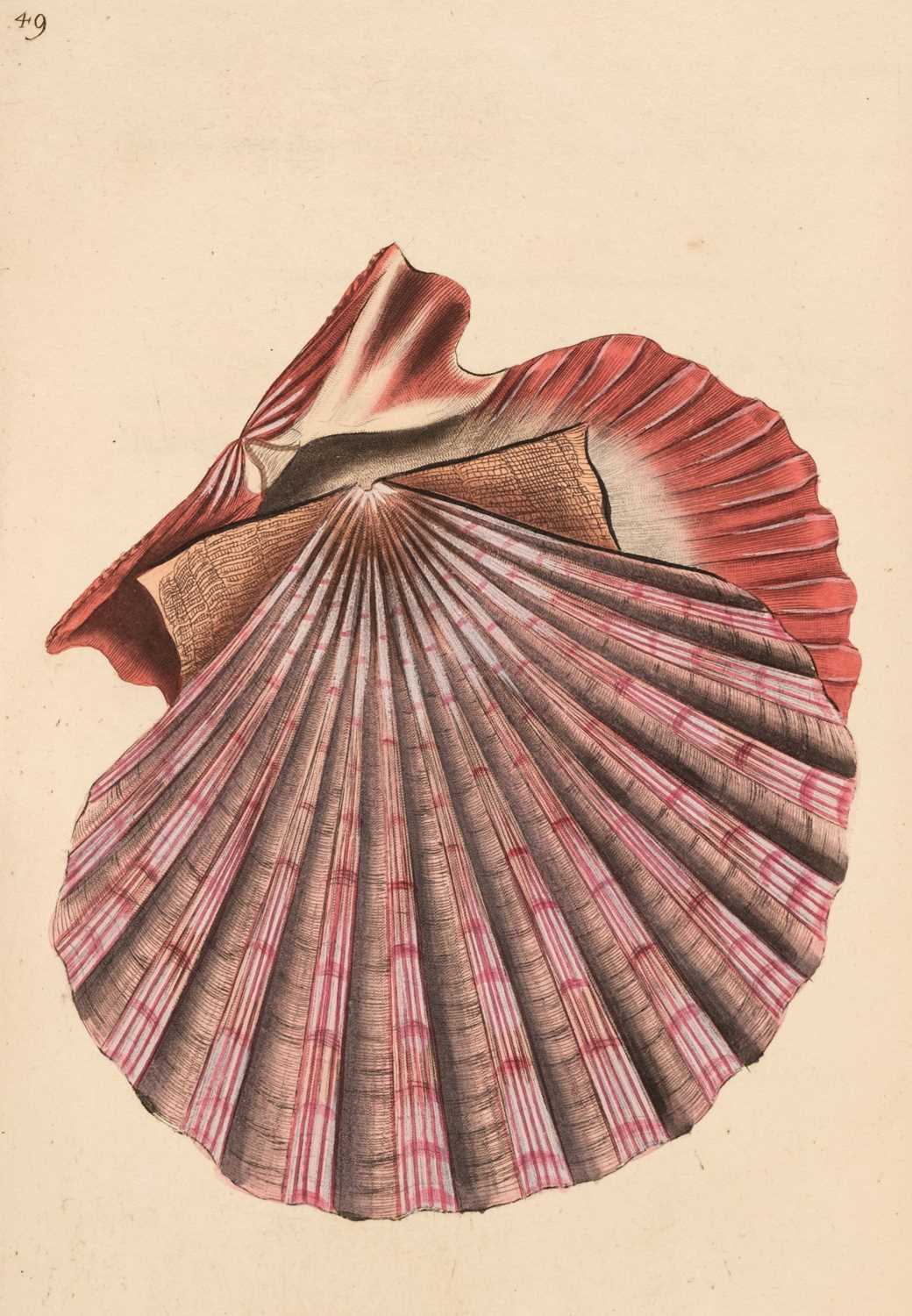Lot 78 - Donovan (Edward). The Natural History of