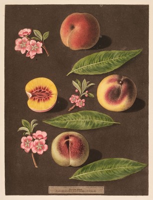 Lot 247 - Brookshaw (G. 1751-1823). Five plates of Fruit, plate numbers XVII, XXIV, XCIII, XXV & XXXII, 1812