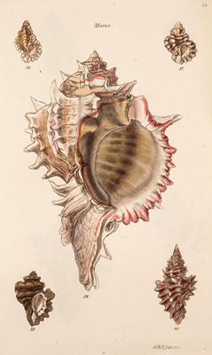 Lot 115 - Sowerby (G. B.) Conchological Illustrations, 1841