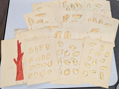 Lot 101 - Strickland Family Archive. A collection of 200 drawings, and other related items