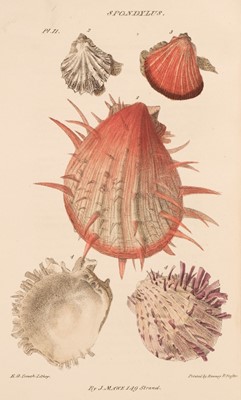 Lot 99 - Mawe (John). Linnean System of Conchology, 1st edition, 1823