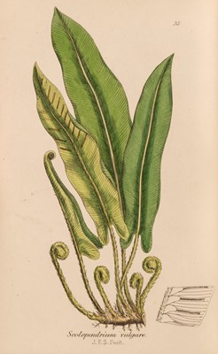 Lot 118 - Sowerby (John E.) The Ferns of Great Britain, 2 volumes in one, 1st edition, 1855