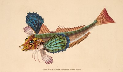 Lot 76 - Donovan (Edward). Natural History of British Fishes, 5 volumes bound in 3, 1st edition, 1808