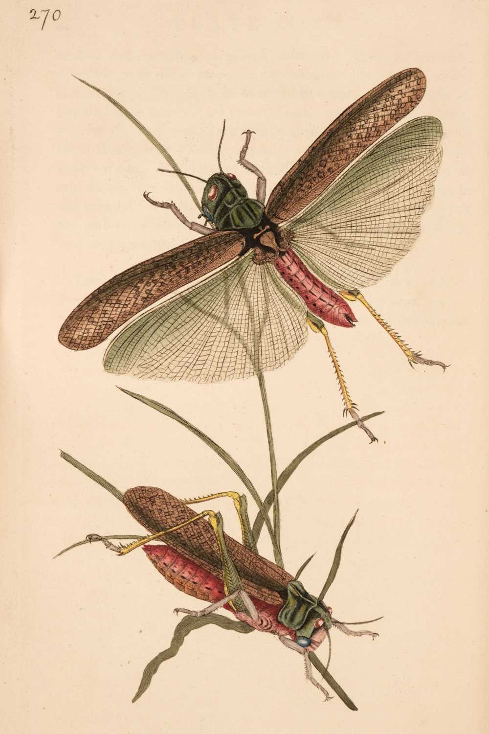 Lot 77 - Donovan (Edward). Natural History of British