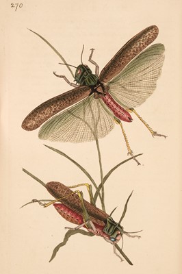 Lot 77 - Donovan (Edward). Natural History of British Insects, 1st edition, 1792-1813