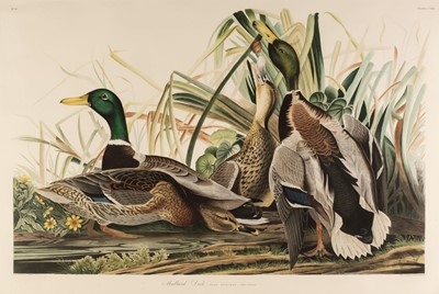 Lot 20 - Audubon (John James). Mallard Duck, Alecto edition, circa 1985