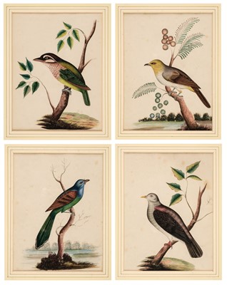 Lot 64 - Company School. Exotic Birds, five watercolours on wove paper