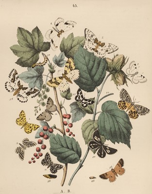 Lot 278 - Natural History. A collection of approximately 120 prints, 19th & early 20th century