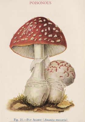 Lot 256 - Funghi. A collection of approximately 120 prints, late 19th & early 20th century