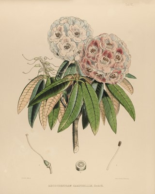 Lot 268 - Hooker (J. D. ). Two lithographs of Rhododendrons [1851]