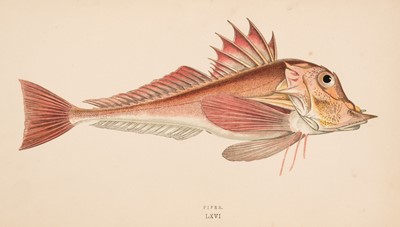 Lot 65 - Couch (Jonathan). A History of the Fishes of the British Islands, 4 volumes, 1864-65