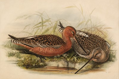 Lot 258 - Gould (John, 1804-1881 & Henry Constantine Richter, 1821-1902). Bar Tailed Godwits, [1862 - 73]