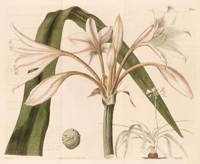 Lot 70 - Curtis (William). The Botanical Magazine or Flower-Garden Displayed, 6 vols (plus an index), 1810-28