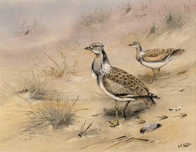 Lot 194 - Lodge (George Edward, 1860-1954). MacQueen’s Bustard, gouache on paper