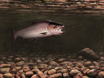 Lot 201 - McPhail (Roger, 1953-). Sea Trout, watercolour and gouache on paper