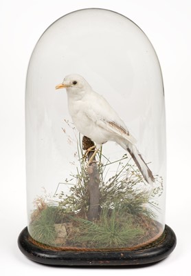 Lot 573 - Taxidermy. A Leucistic Blackbird, Terdus merula, early 20th-century