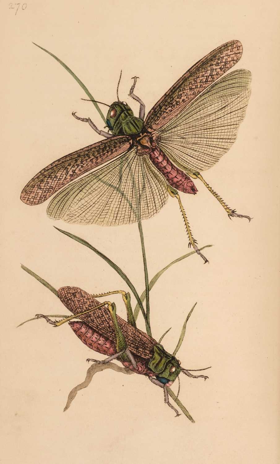 Lot 124 - Donovan (Edward). The Natural History of