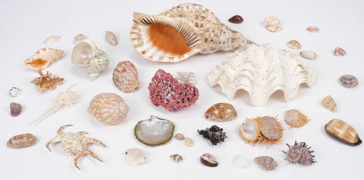 Lot 23 - Seychelles. A collection of seashells