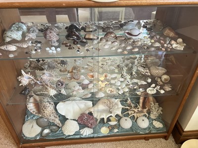 Lot 23 - Seychelles. A collection of seashells