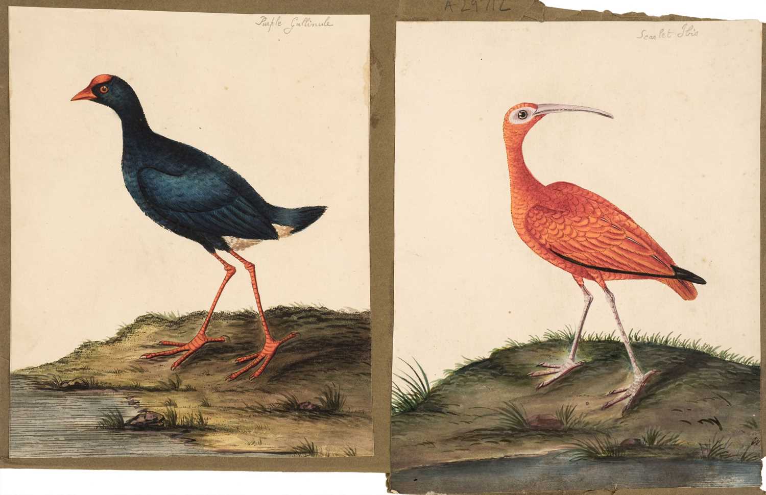 Lot 166 - Birds. Twenty-Eight Watercolours, circa 1810