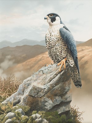 Lot 406 - Rigby (Adrian C., 1962-). Peregrine, watercolour on paper