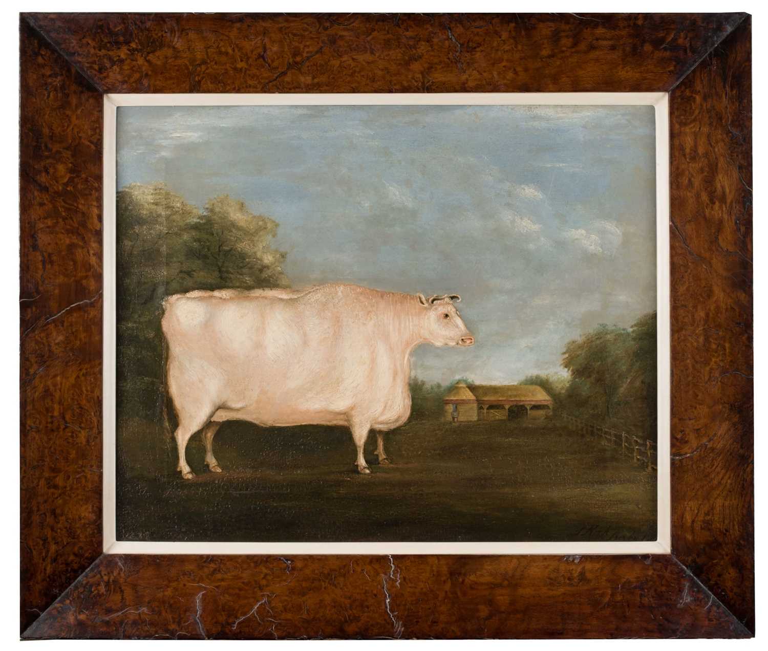 Lot 115 - Kirk (S, of Derby). Portrait of a Prize Cow, an English Shorthorn Heifer, 1842