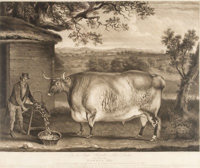 Lot 250 - Ward (William), The Newbus Ox, 1812
