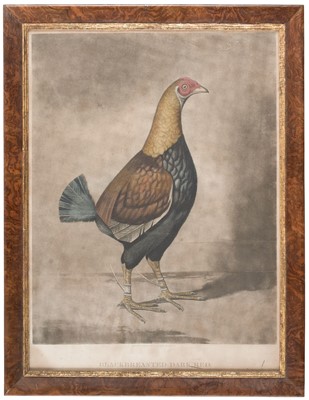 Lot 174 - Cock Fighting. Reeve (R. G.) Portraits of Fighting Cocks, circa 1835