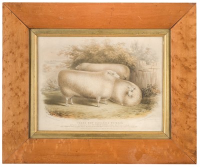 Lot 248 - Strafford (H.). Three New Leicester Wethers..., circa 1845