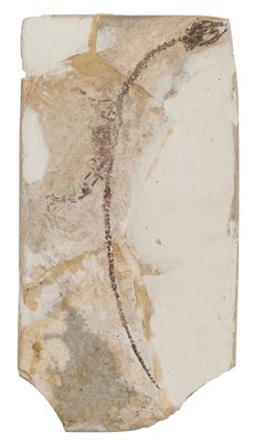 Lot 596 - Fossil. A Keichosaurus fossil from Liaoxui, China, approximately 140 million years old