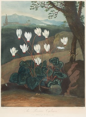 Lot 222 - Thornton (Robert John, 1768-1837). The Persian Cyclamen, published 1804