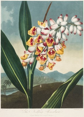 Lot 221 - Thornton (Robert John, 1768-1837). The Nodding Renealmia, 1801