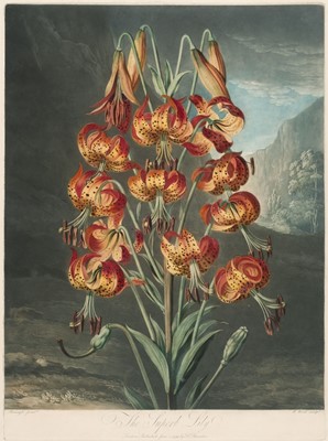 Lot 224 - Thornton (Robert John, 1768-1837). The Superb Lily, June 1st. 1799