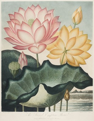Lot 223 - Thornton (Robert John, 1768-1837). The Sacred Egyptian Bean, 1804