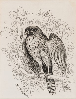 Lot 176 - Wain (Louis, 1860-1939). A Young Sparrow Hawk on a branch, pen and black ink on wove paper...