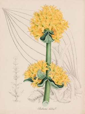 Lot 44 - Burnett (Mary Ann). Plantae Utiliores, 4 vols, 1st ed, 1842-50