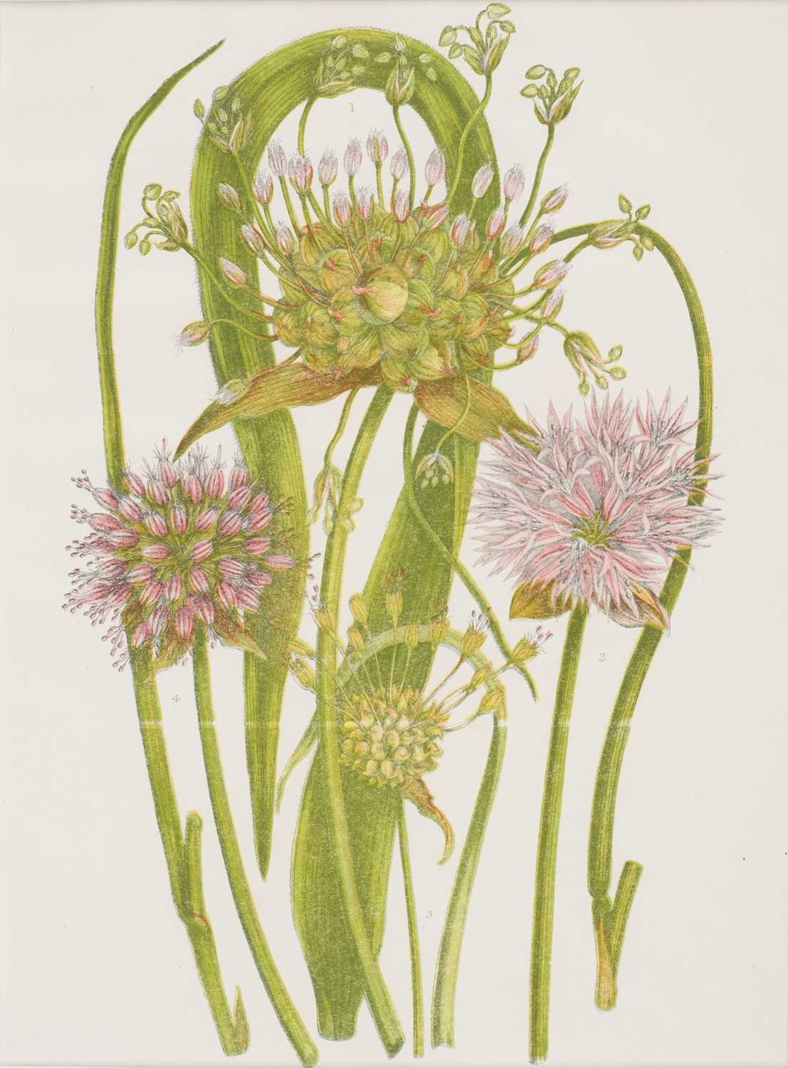 Lot 165 - Botany. A Collection of approximately 140