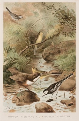 Lot 164 - Birds, Eggs & Nests. A collection of approximately 140 prints, late 19th & early 20th century